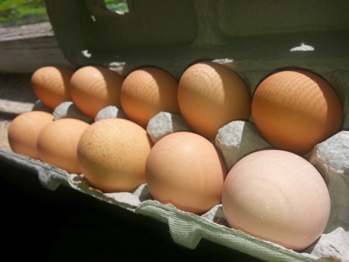Organic-fed, Free Range (seasonally) Chicken Eggs
