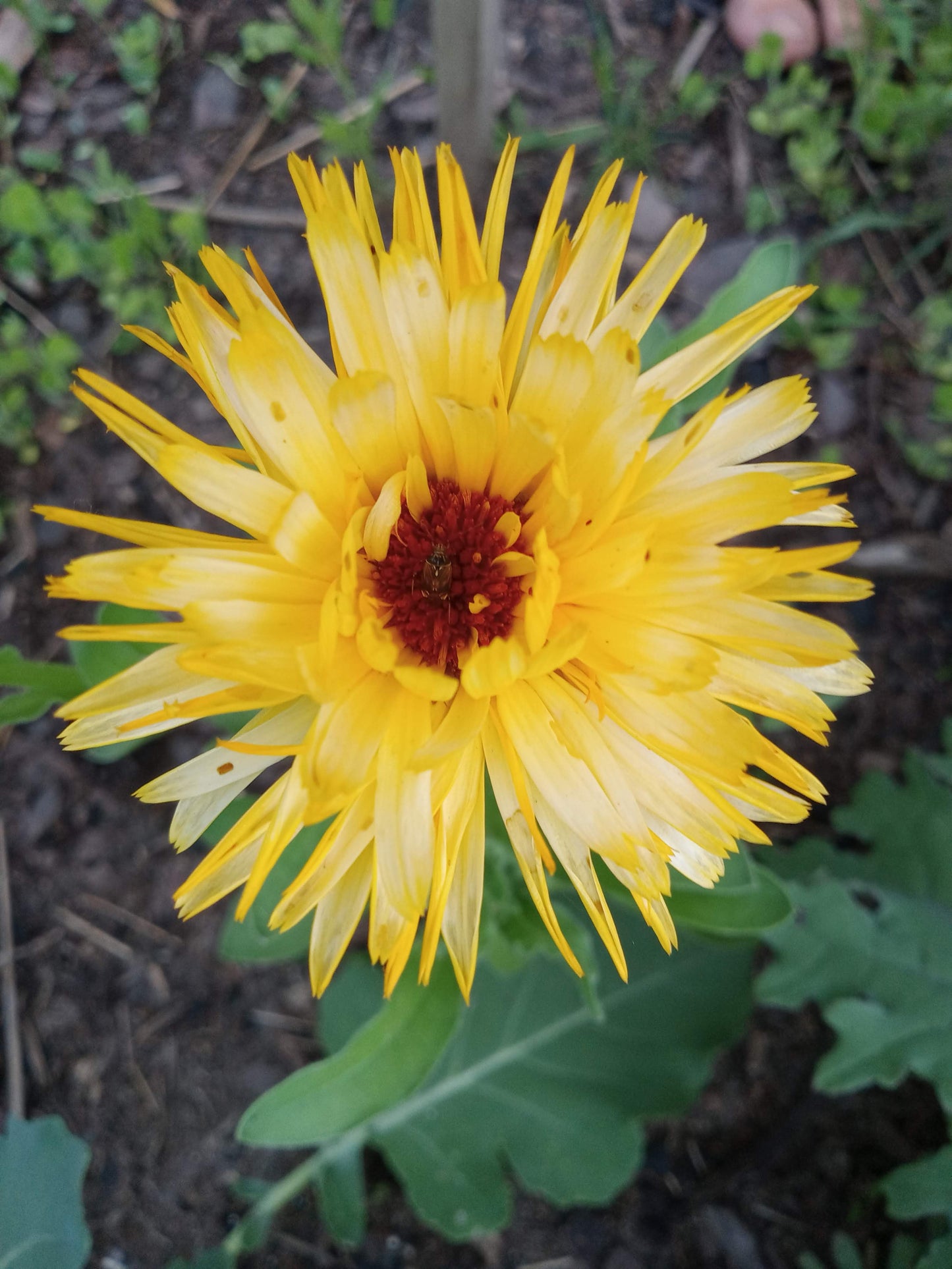 6-Pack of Calendula Flowers