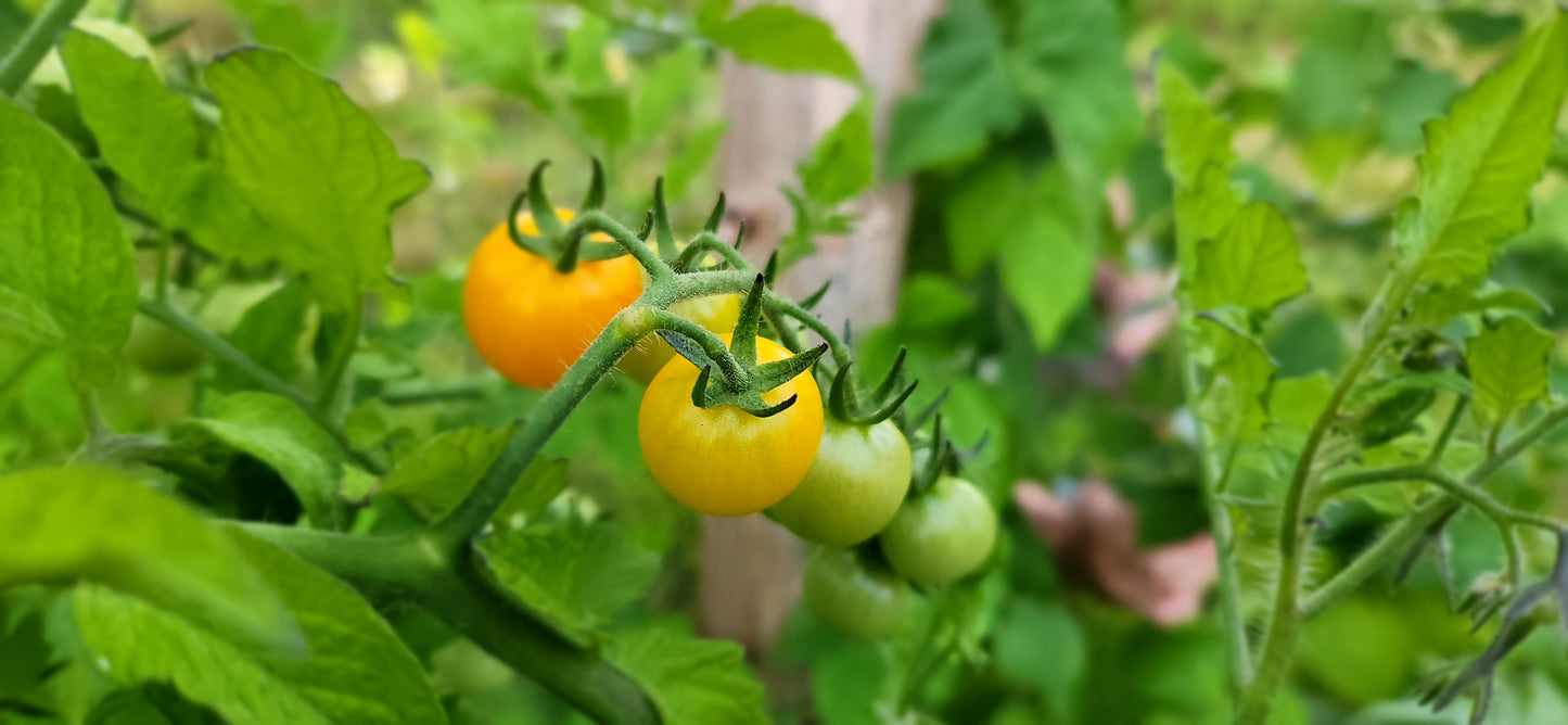 Cherry Tomatoes