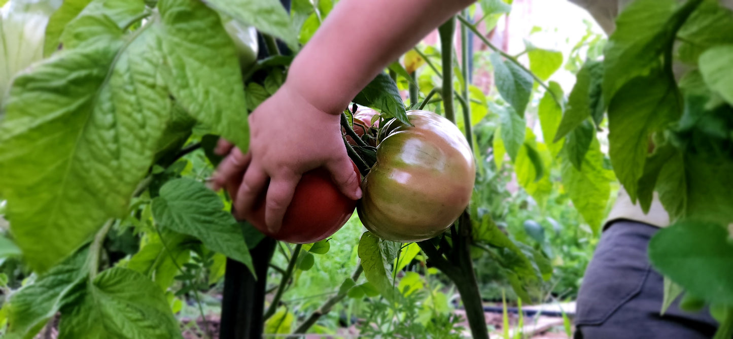 Large Red Slicing Tomatoes