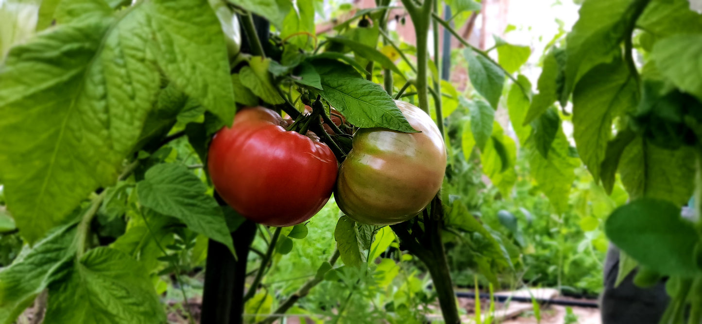 Large Red Slicing Tomatoes