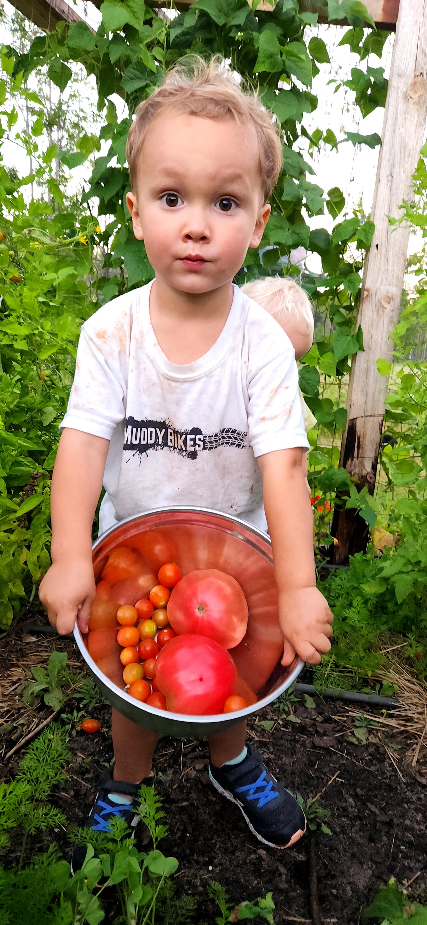 Large Red Slicing Tomatoes