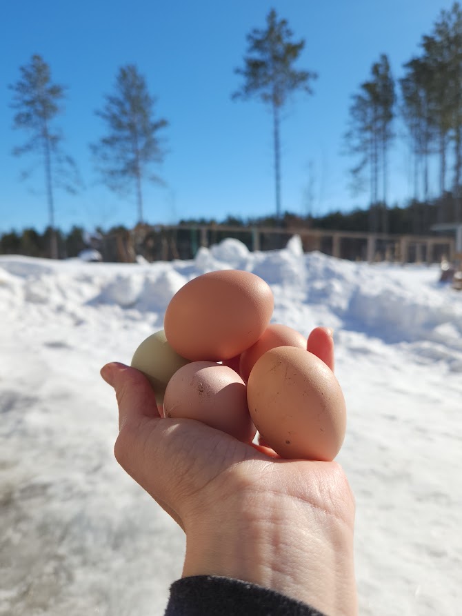 Organic-fed, Free Range (seasonally) Chicken Eggs